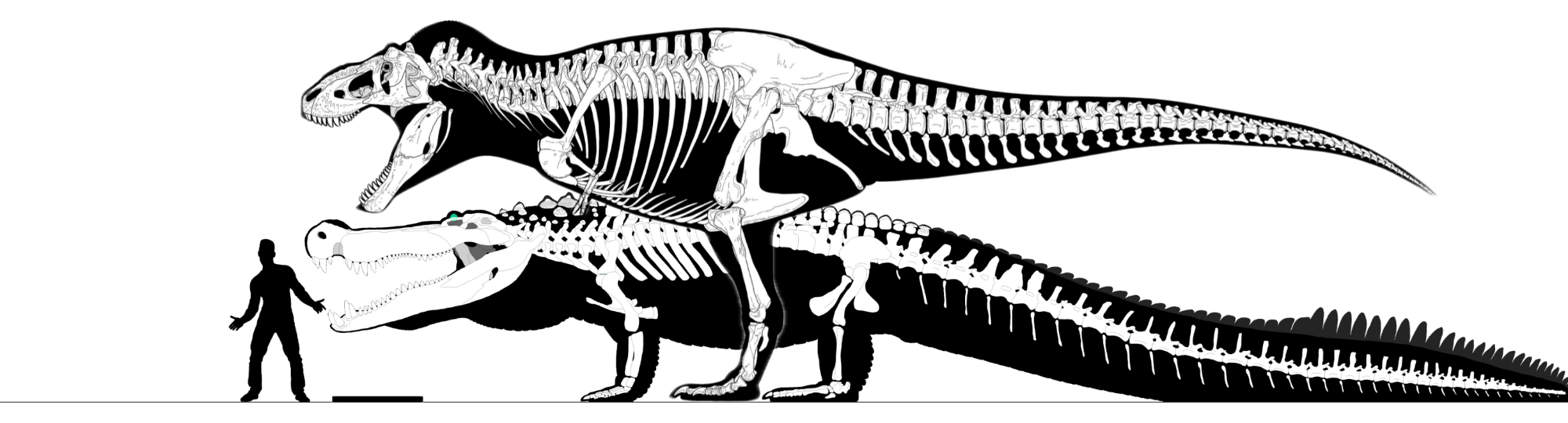 Deinosuchus comparison by Fadeno on DeviantArt