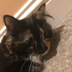 Underworld Smp Server Underworldsmp Wiki Fandom