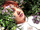 Suga's Lamb Meat