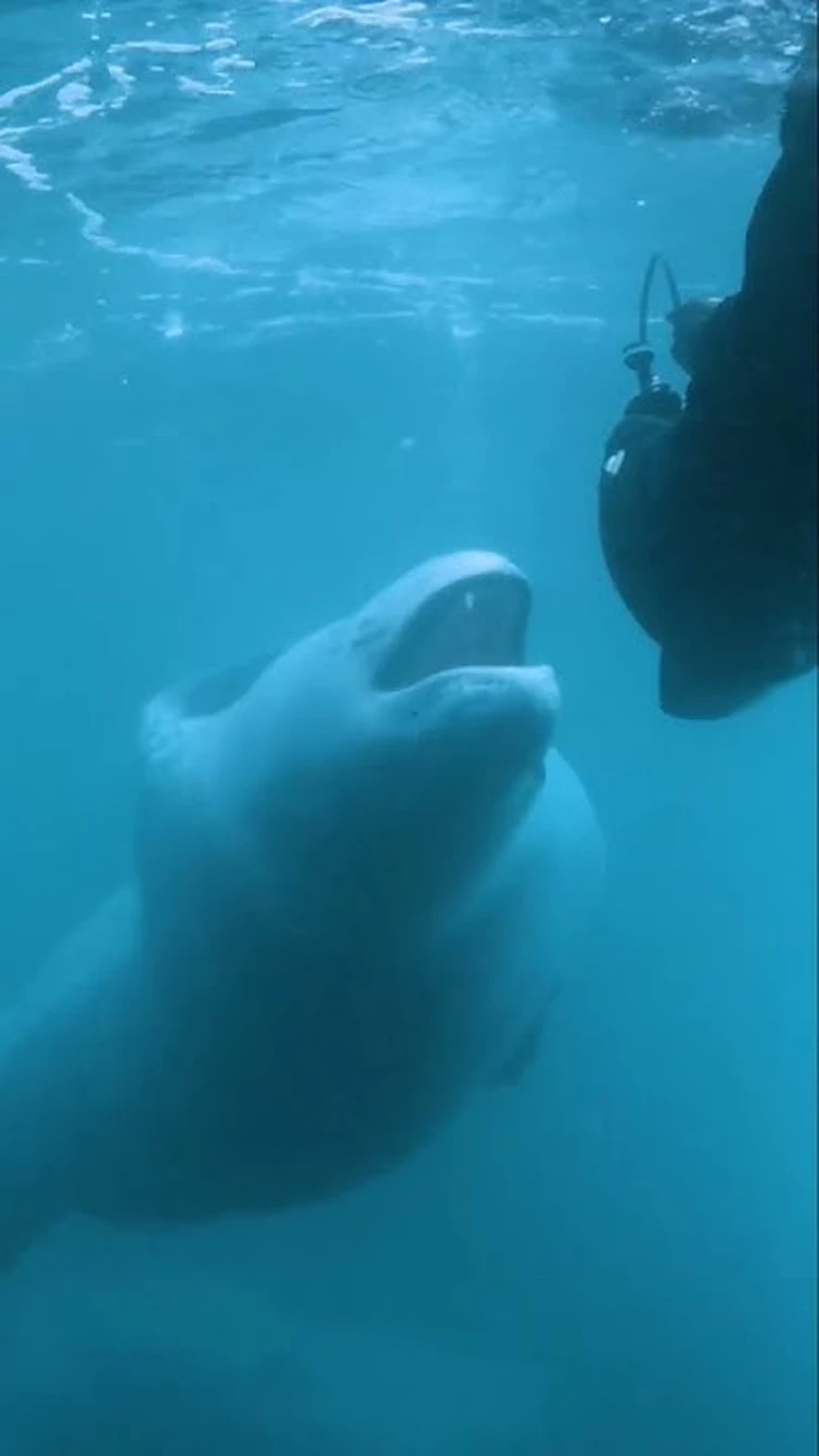 What happens when you slip beneath the surface and into a leopard seal’s icy kingdom? #sealife