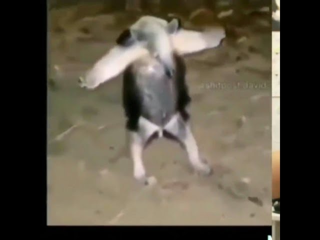 Animal making T pose 