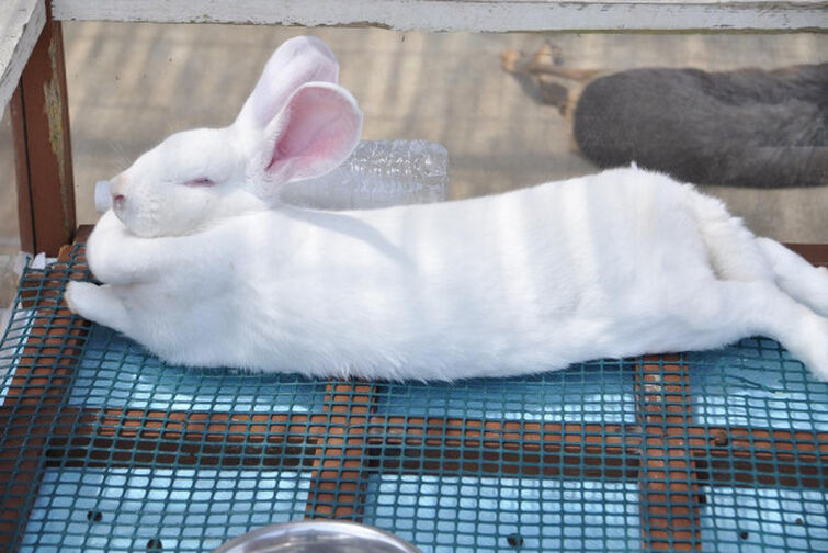 Discuss Everything About Pretty Cure Wiki | Fandom