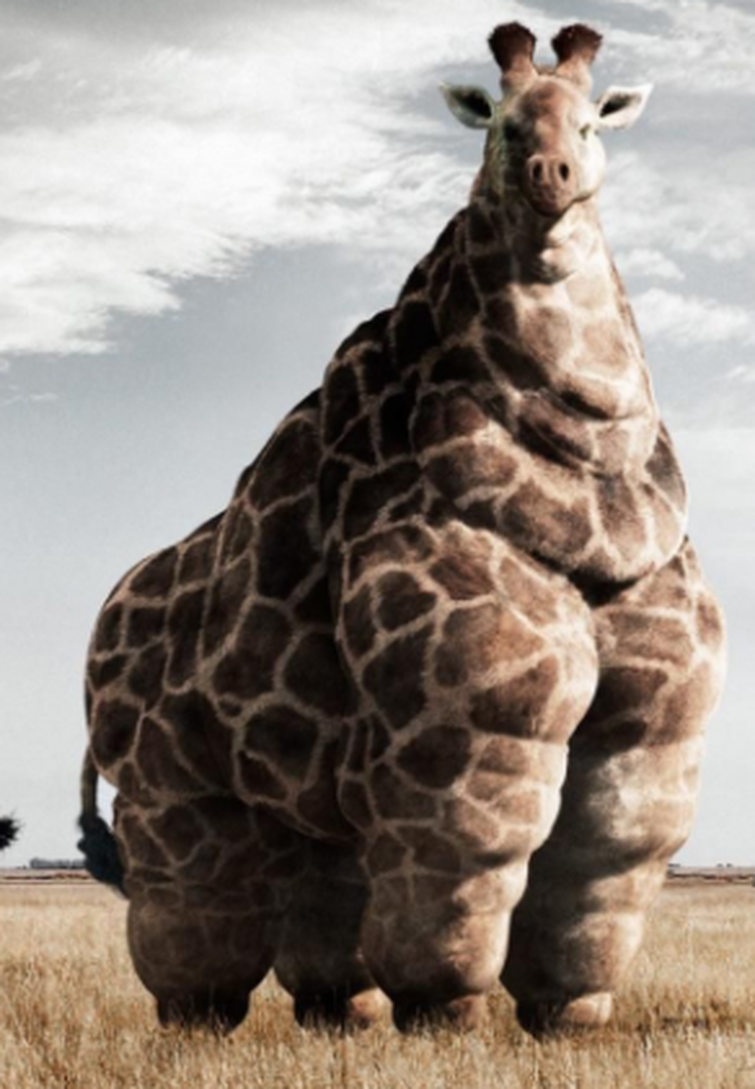 obese giraffe real