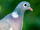 Columba palumbus