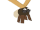 CoolCharmallow