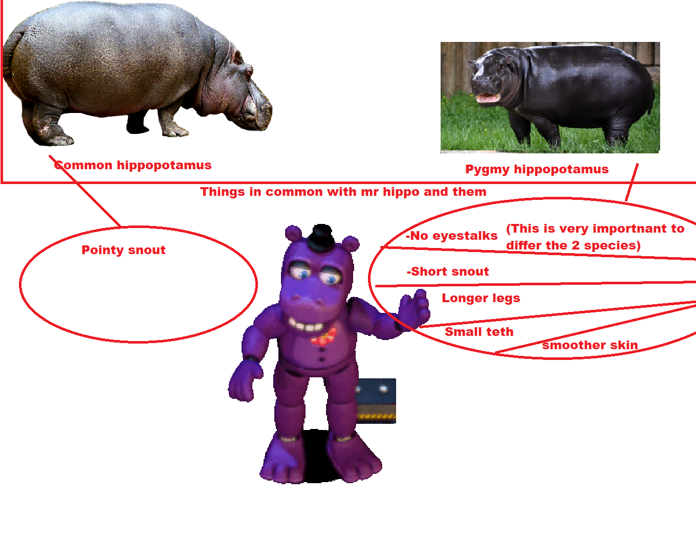 Why Does Mr Hippo Talk So Much