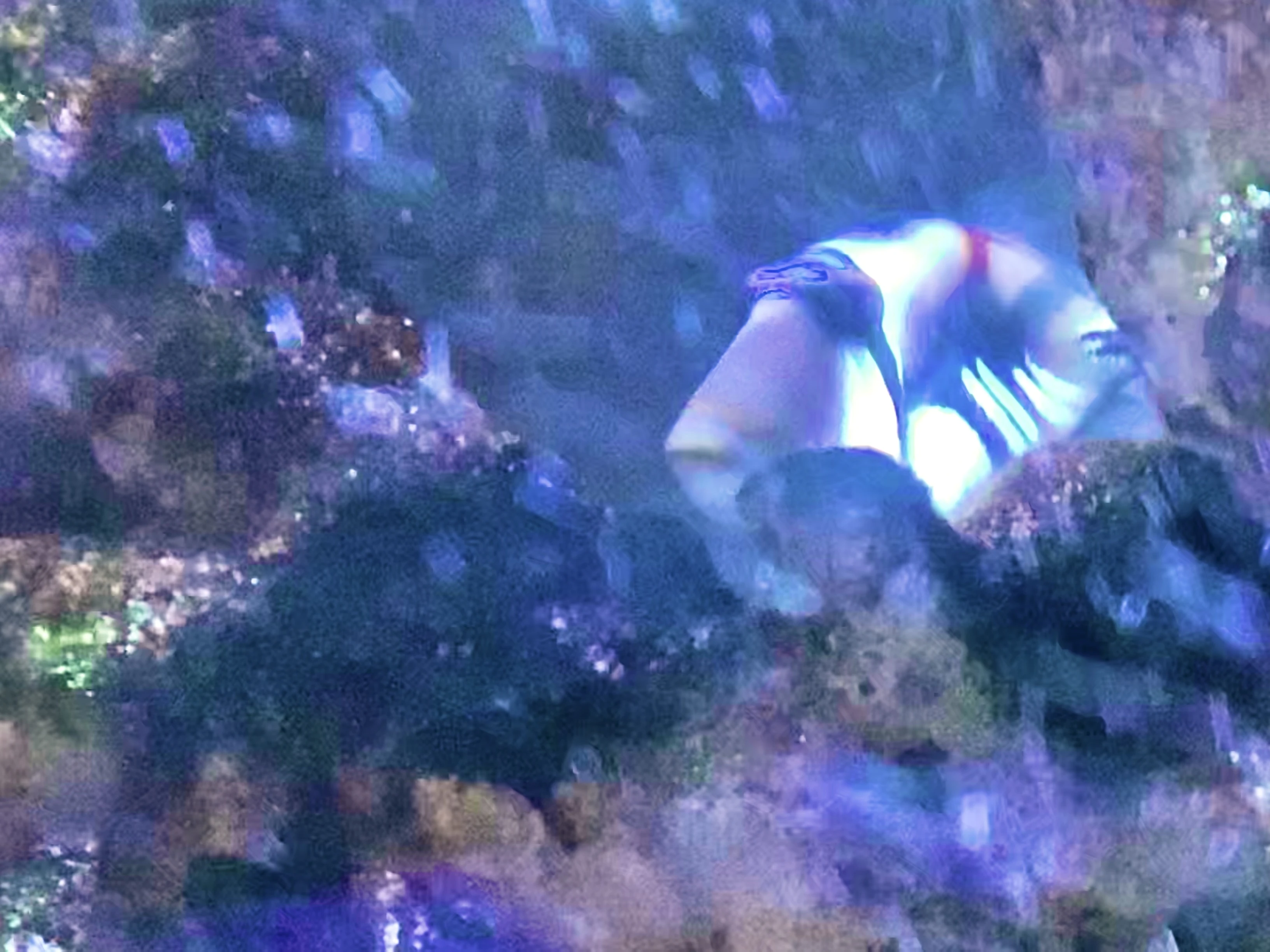 This is my favorite fish. His name is Humphrey 🧐 | Fandom