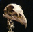 Birdman04's avatar