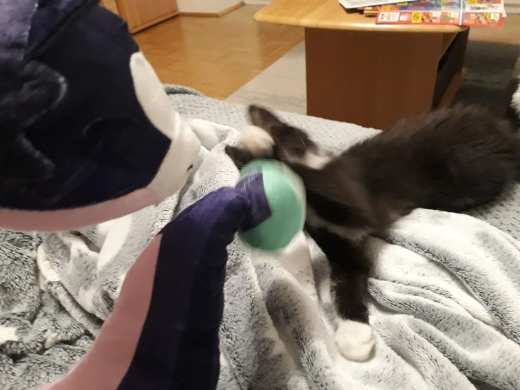 My "Palisman Domino" and Stringbean play together in real life (check