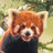 MeeperstheredpandaAlpha's avatar