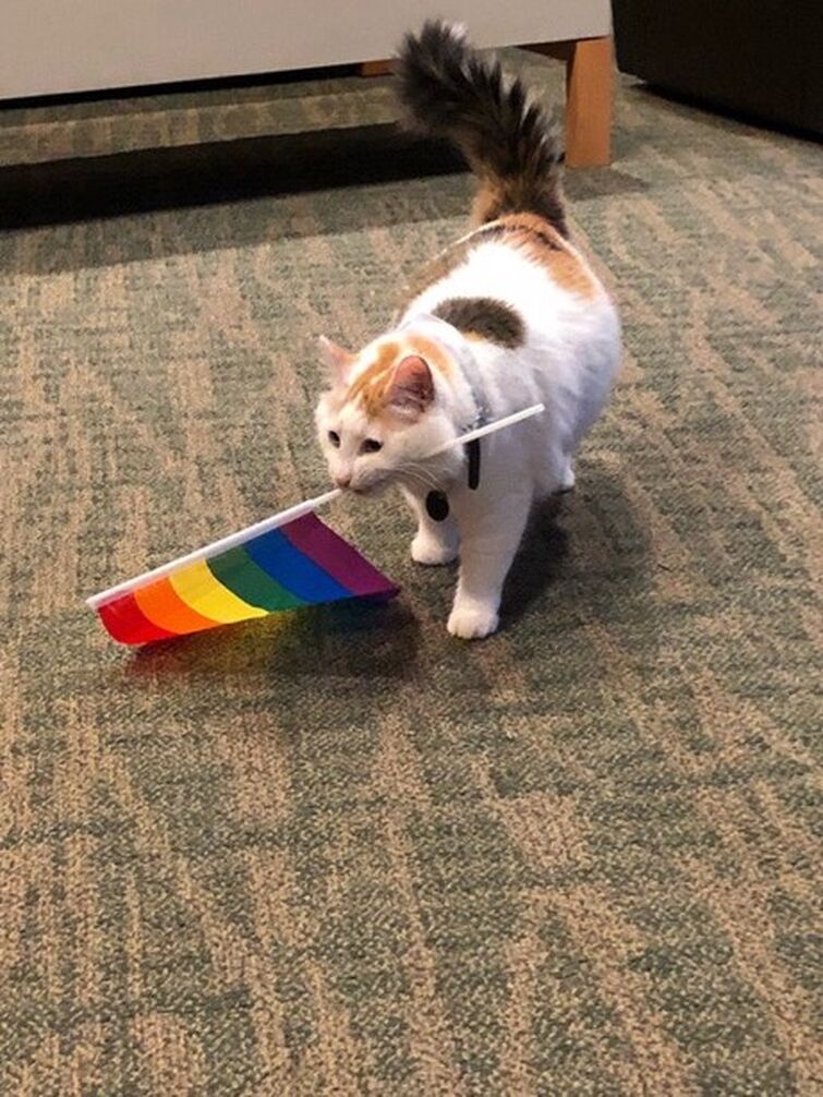 changed my pfp for pride