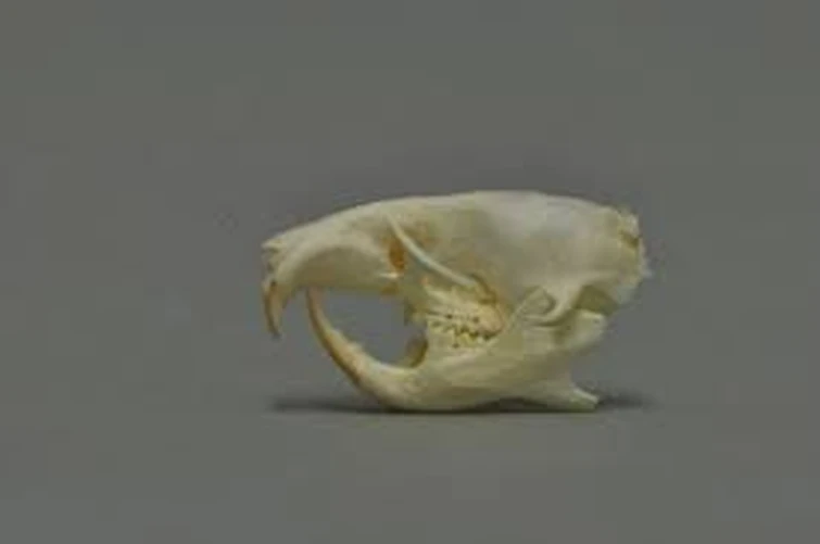 POT PLATINUM DIARY Fandom