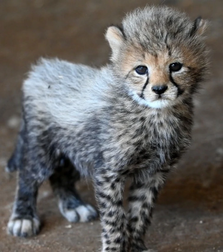 Drawing your palisman! Fandom