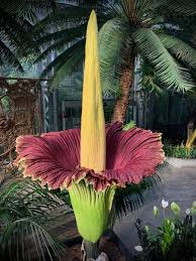 How is lus adarch inspired by the corpse flower? HOW IS IT NOT INSPIRED