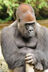 Footyzilla1321's avatar