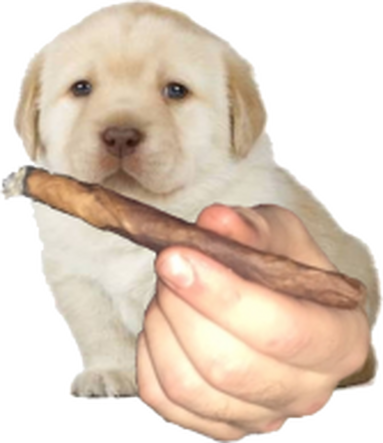 Собака с косяком мем Quieres Meme YouTube