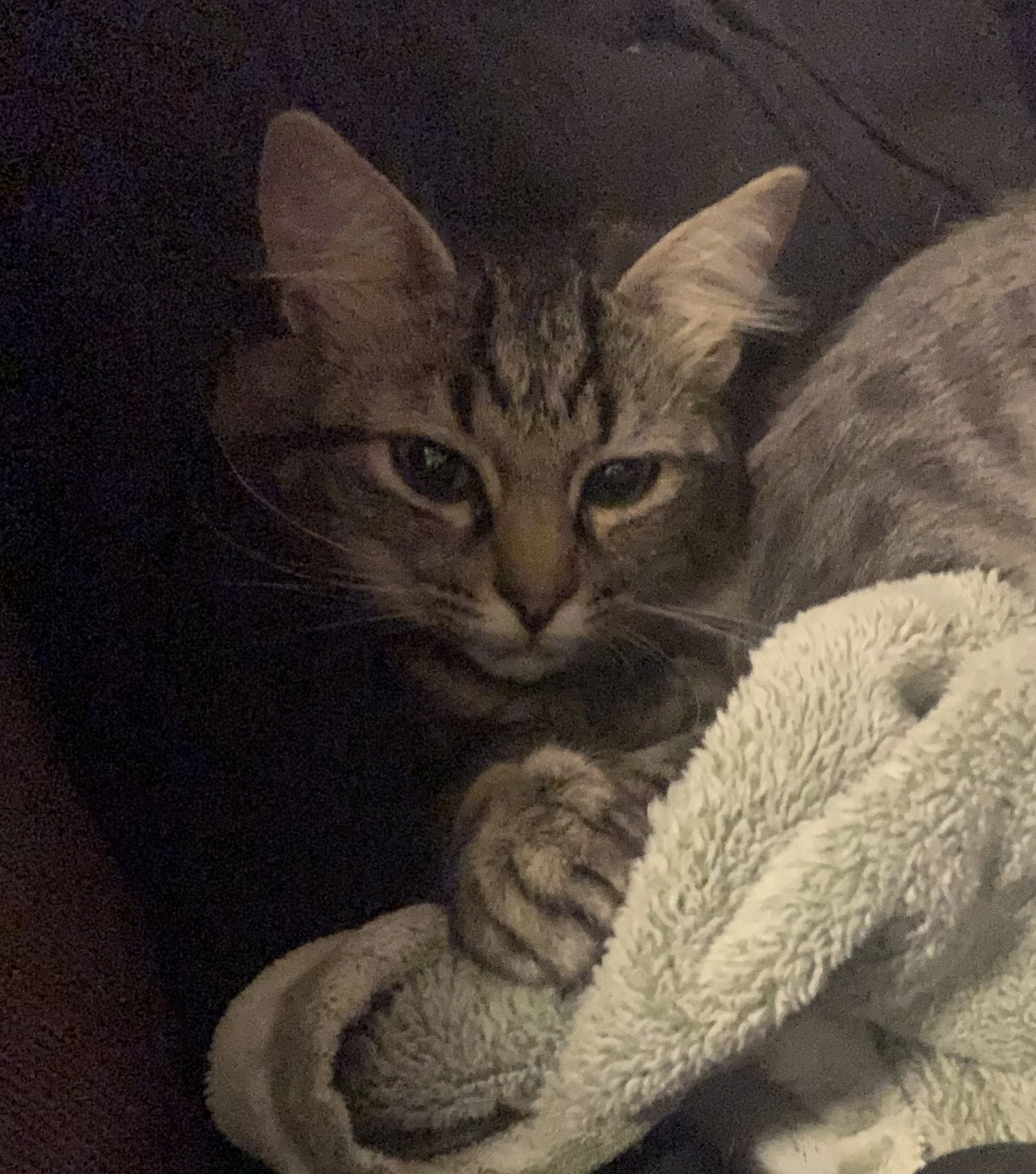 So you know how obsessed I am with my cat, Macy? Fandom