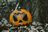 Avatar de El pumpkin jack XD