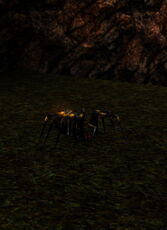 Spider.jpg
