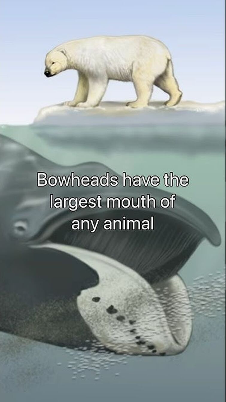 BOWHEAD WHALES #shorts