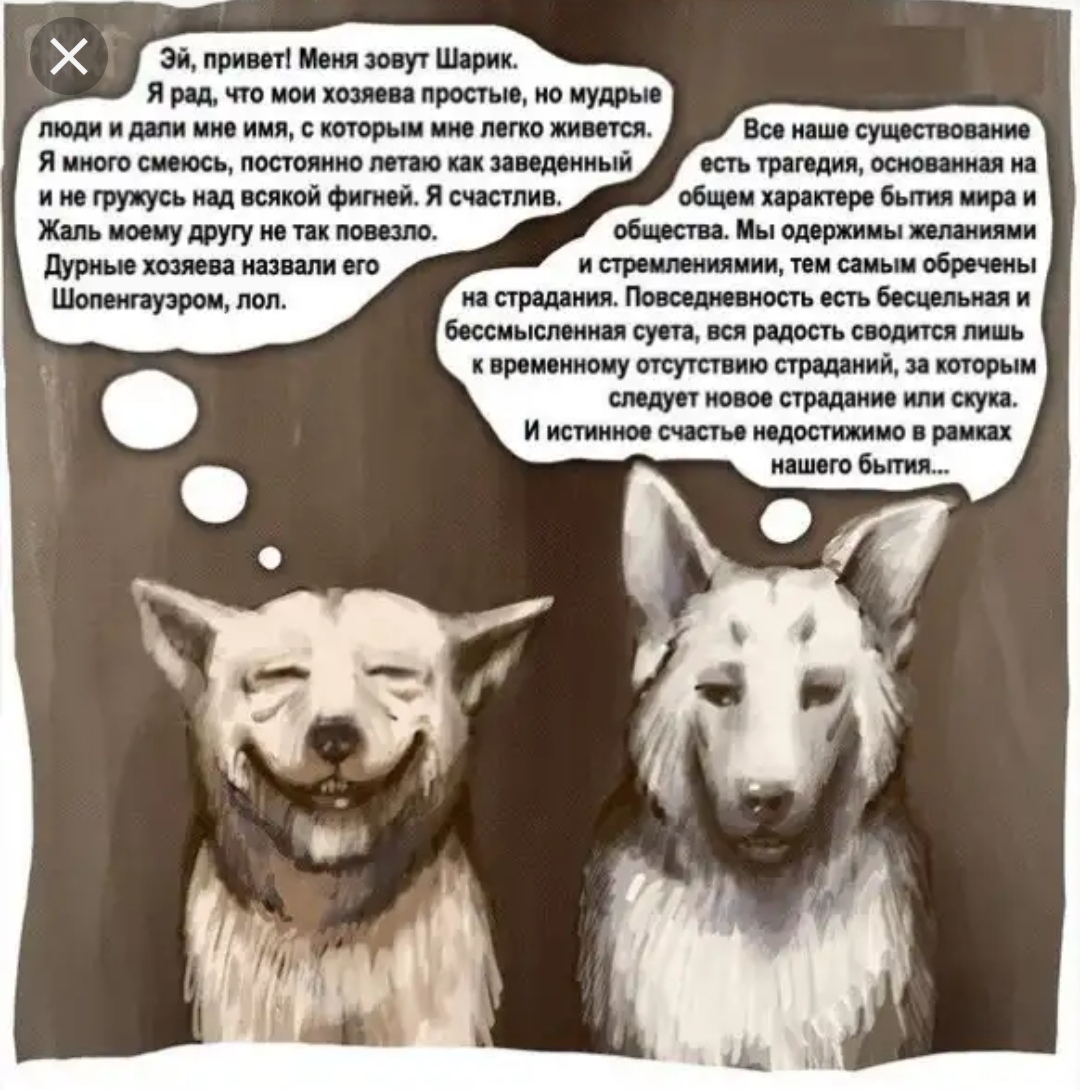 Смешные фразы про собак