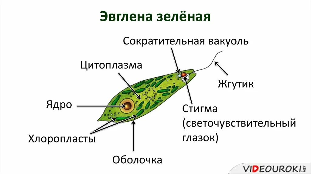 Эвглена строение рисунок