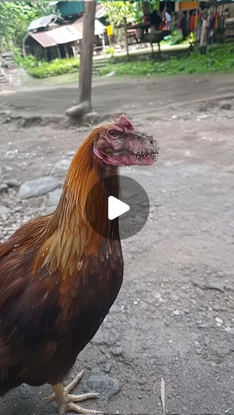 Pasko Boyoh on Instagram: "Chickensaur"