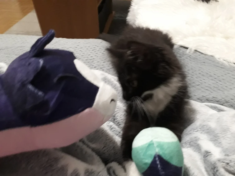 My "Palisman Domino" and Stringbean play together in real life (check