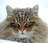 TrickyNeedle's avatar