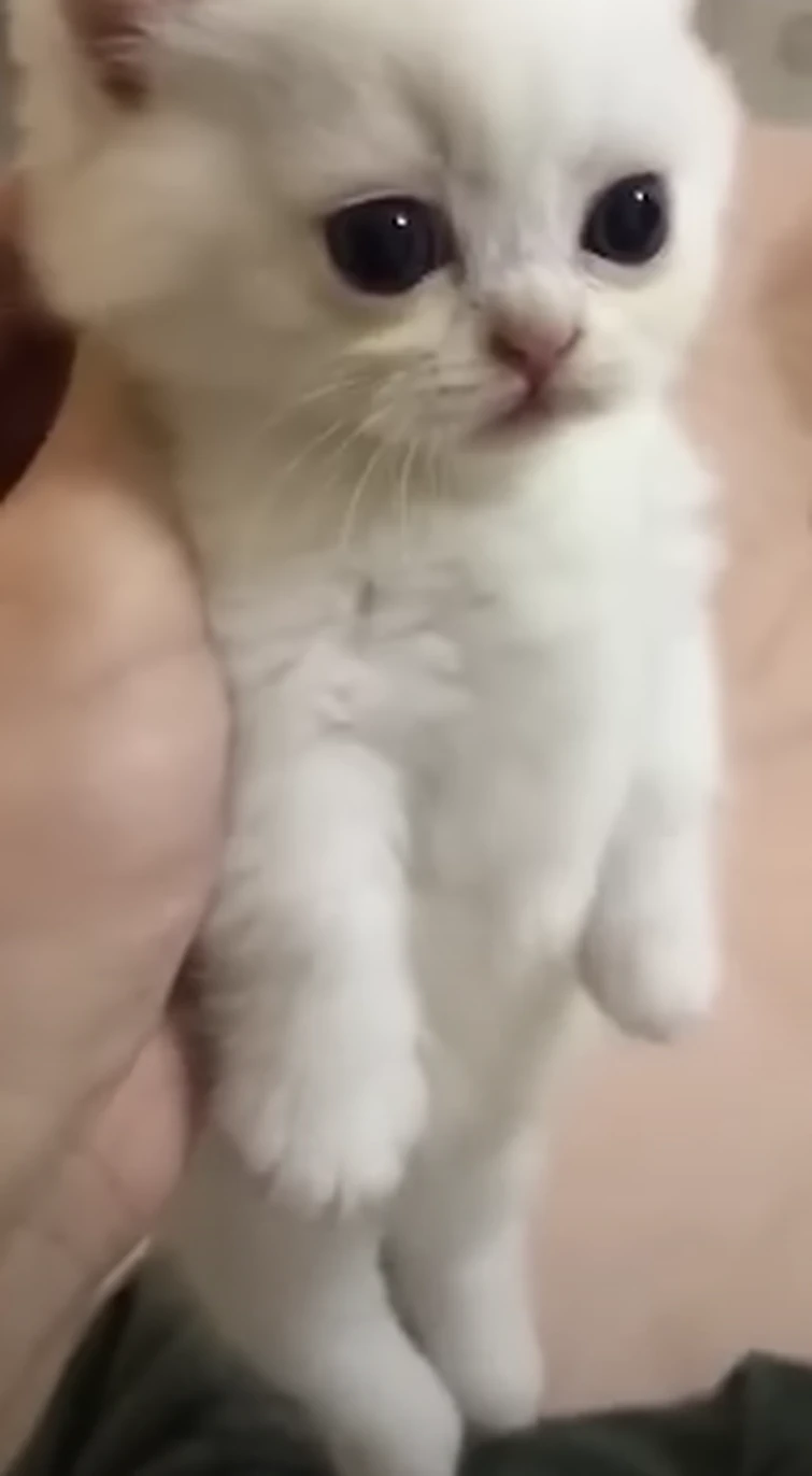 Discuss Everything About Silly Cat TV Series Wiki | Fandom