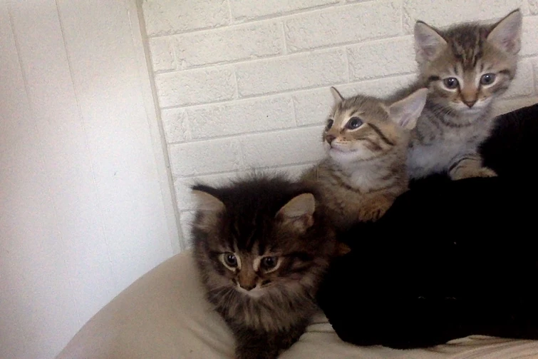 Discuss Everything About Team Tarragon Wiki Fandom