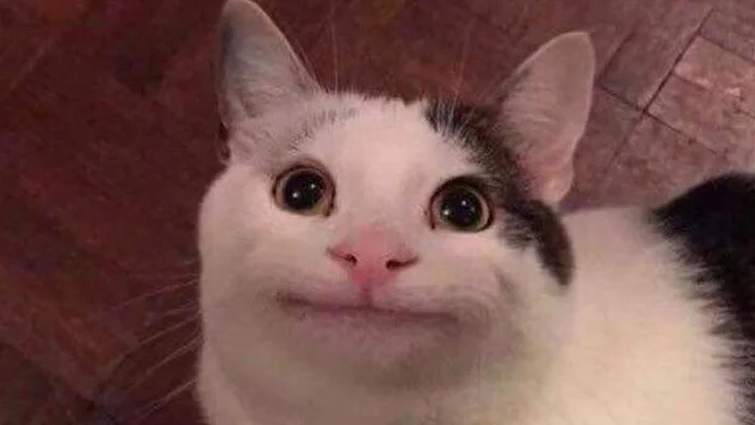 30 Funny Cat Pictures - FunnyFoto Глупые кошки, Кошки и котята, Любители кошек