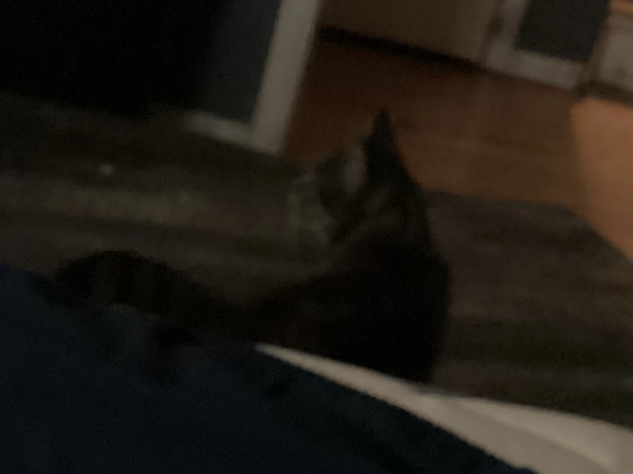 HOW DID A CAT GET IN MY HOUSE, I DONT OWN A CAT Fandom