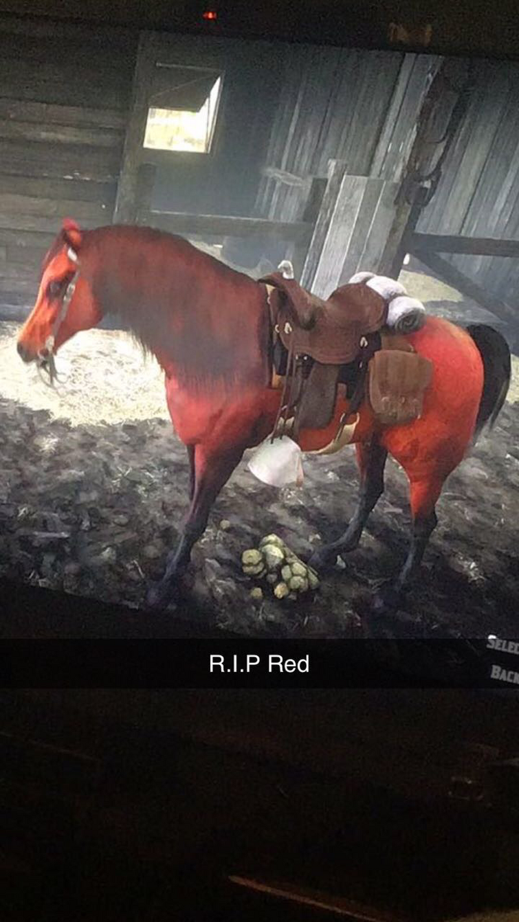 So I just found a wild chestnut arabian horse after being told the white  arabian is the only wild onelocation inside : r/reddeadredemption