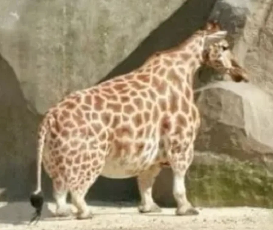 Short Giraffe | Fandom