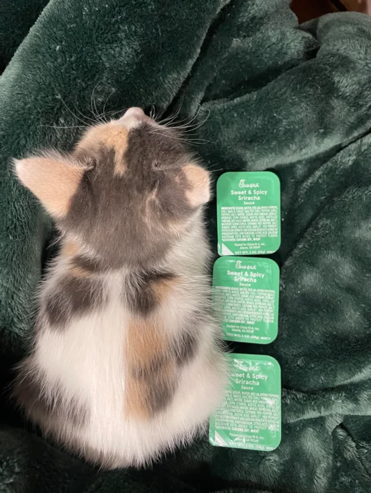 Xiao is penguins Fandom