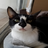 Messycatcow's avatar