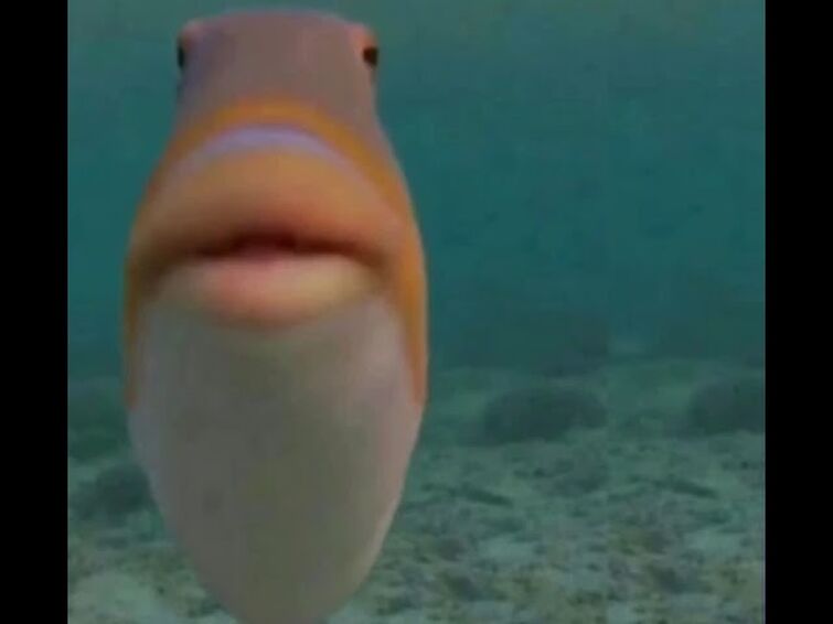 helo fish