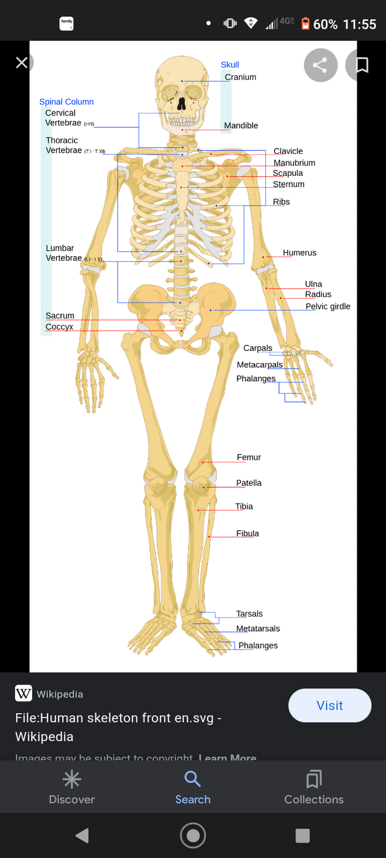 Thoracic vertebrae - Wikipedia