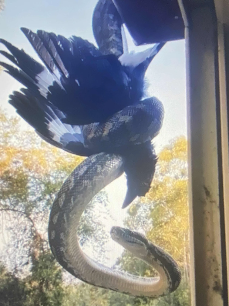 Discuss Everything About Doodle World Wiki | Fandom