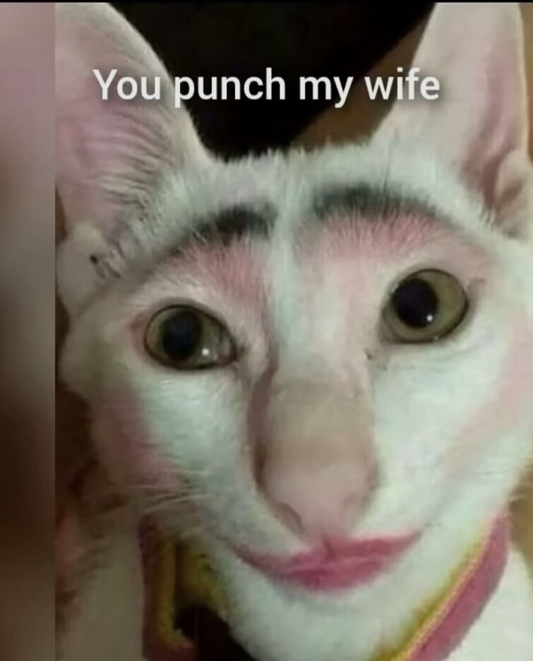 Cursed Cat (joke post)