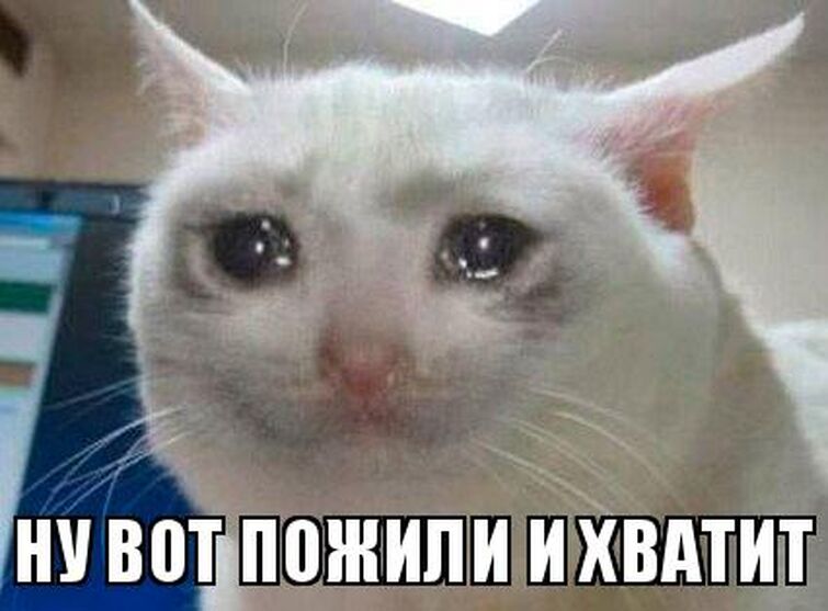 Какой ты мем с котом Мем Fandom