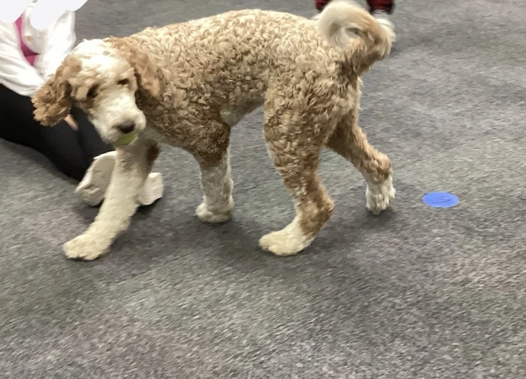 POV: Mister Demi brought a dog and didn't tell Miss Grace ...