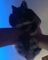 KittysF0rever's avatar