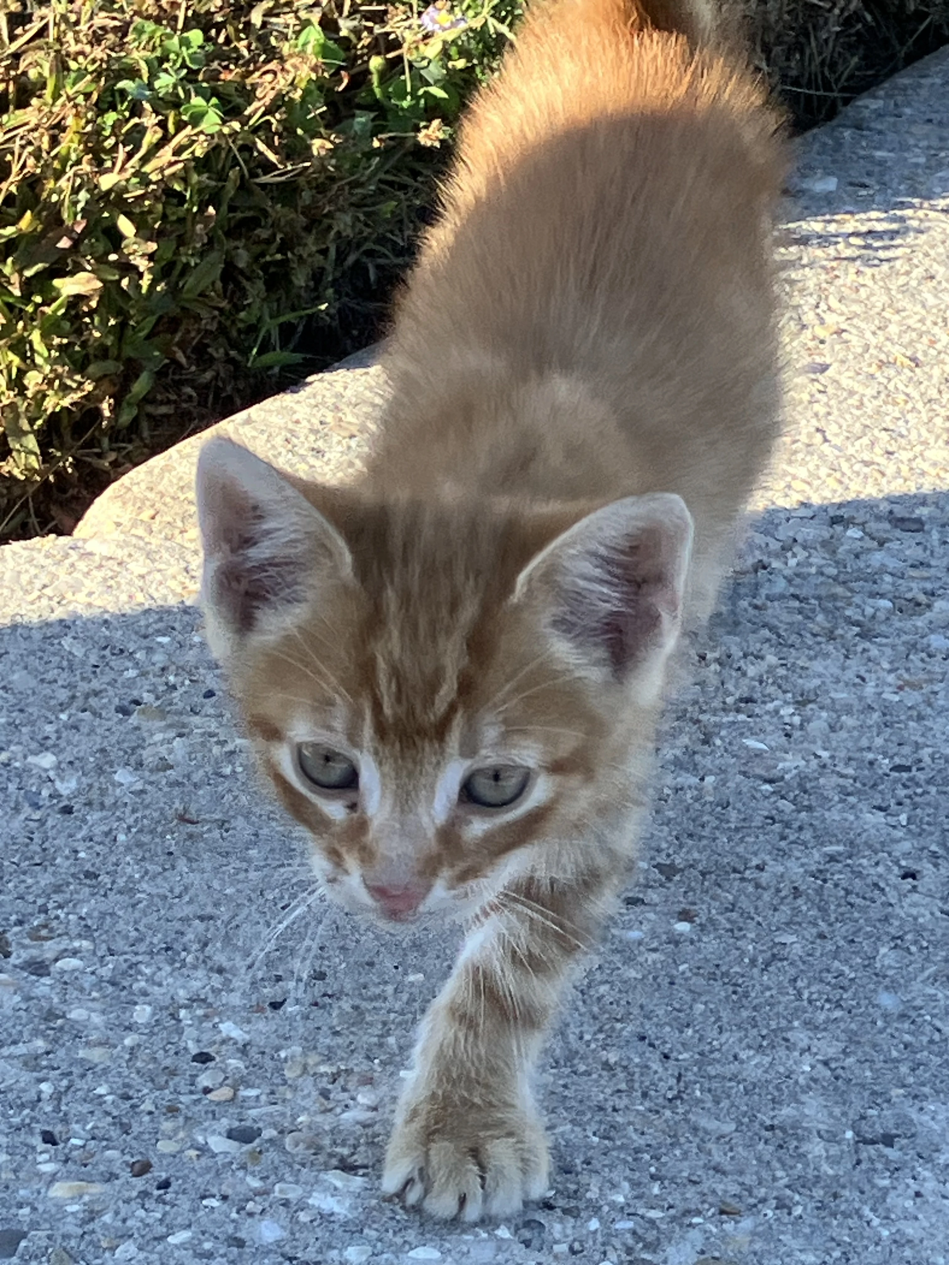 kitty様❾❶ Official Zenless Zone Zero H.S.O.S.6 Kitty Plushies – 141Store