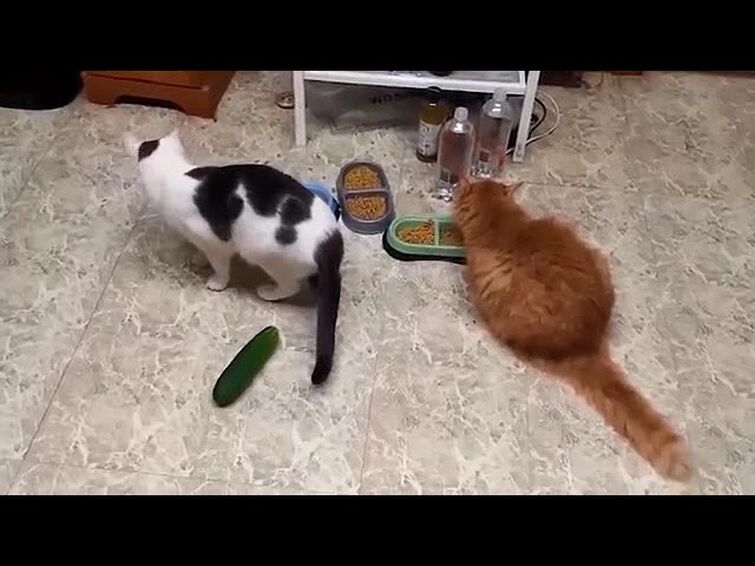 Cats Scared by Cucumbers Compilation 