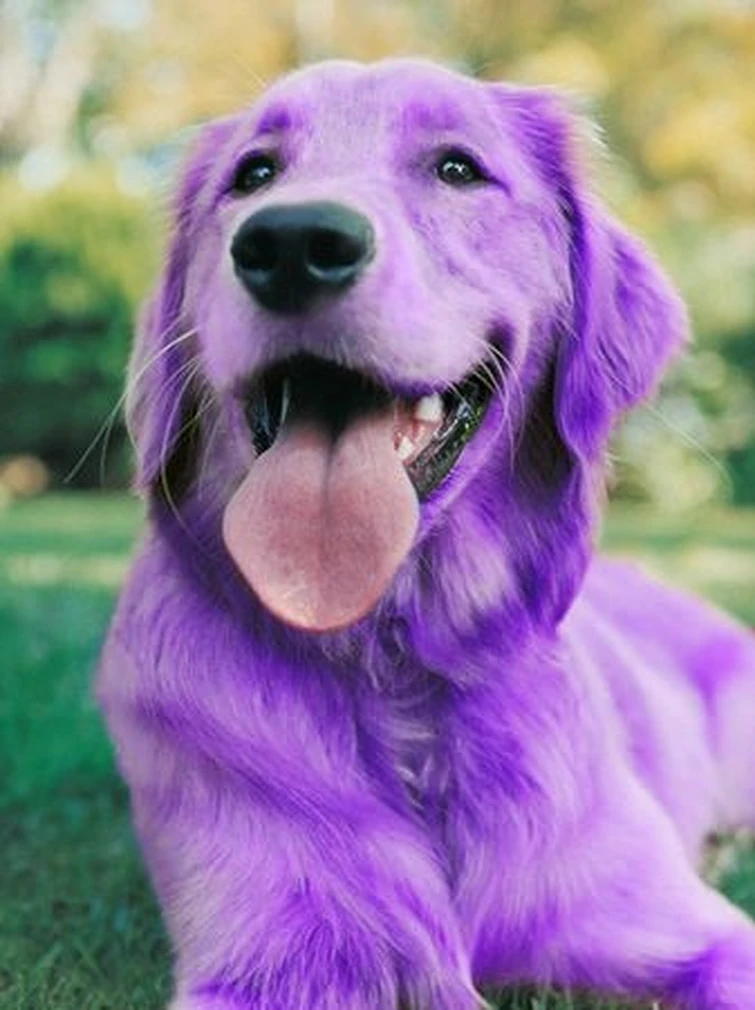 william-afton-s-dog-fandom