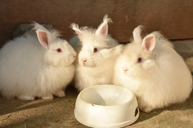 A pet rabbit named Daifuku appears in Wonderful Precure. So let me ...