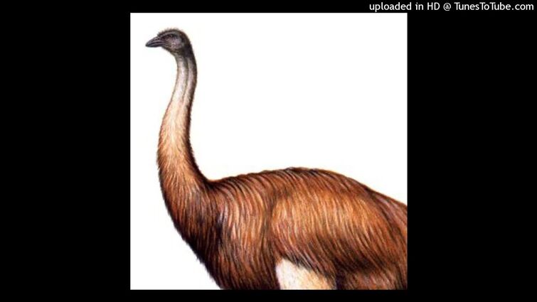 SAINT MERCATØR - Da biggest bird🦤🦩🦚🦅🕊【prod. EZZIEWTF】