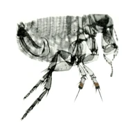 Flea.jpg (1.35 MB) Dog Flea (Ctenocephalides Canis)